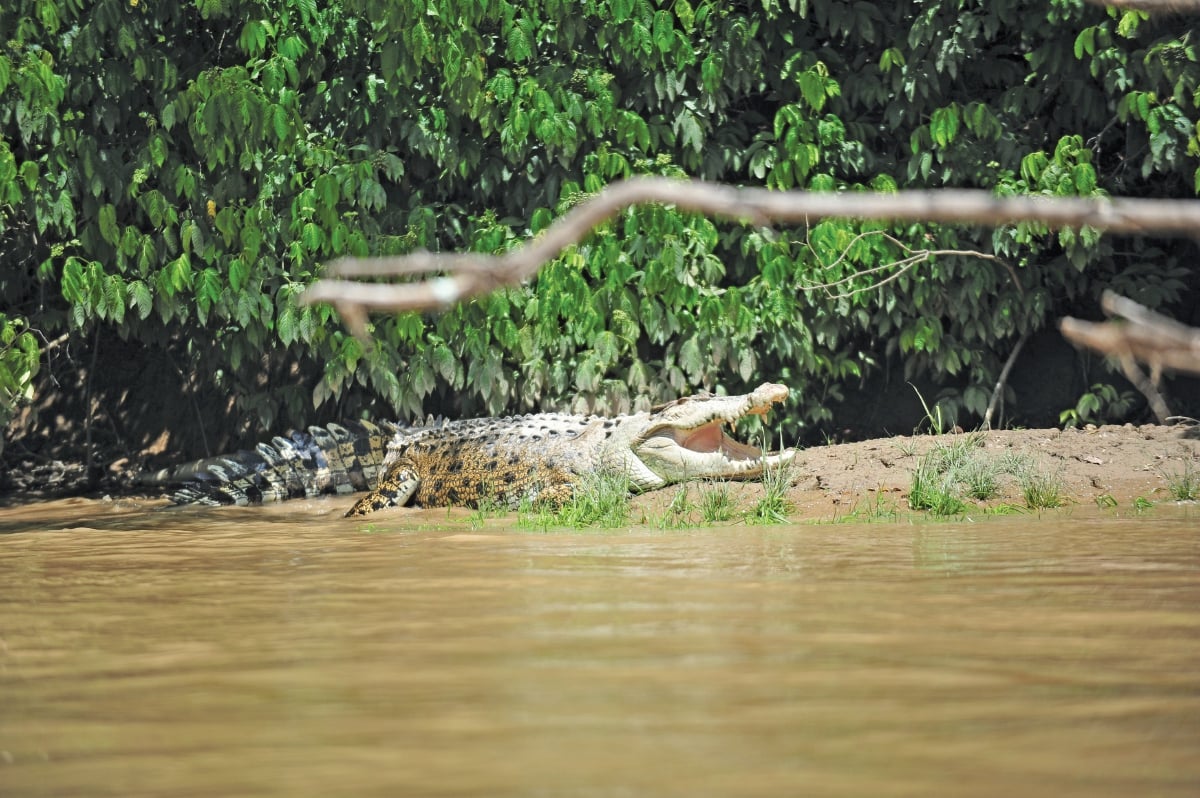 BUAYA sedang berehat di gigi air Sungai Kinabatangan.