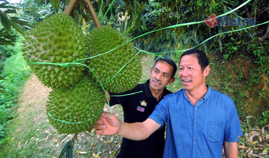 IDROS (kiri) bersama Ee meninjau dusun Durian Musang King. FOTO Nazirul Roselan