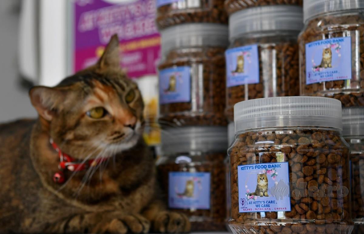ANTARA makanan kucing yang disediakan Dr Muhammad Naim. FOTO Bernama  