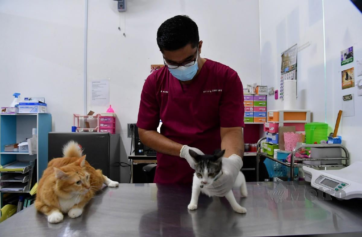 DR Muhammad Naim memeriksa kucing di kliniknya. FOTO Bernama 
