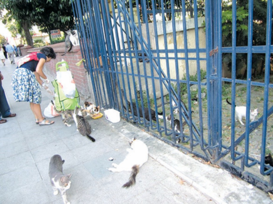 ORANG ramai sering meninggalkan makanan untuk kucing dan anjing liar di sekitar Istanbul. FOTO Agensi
