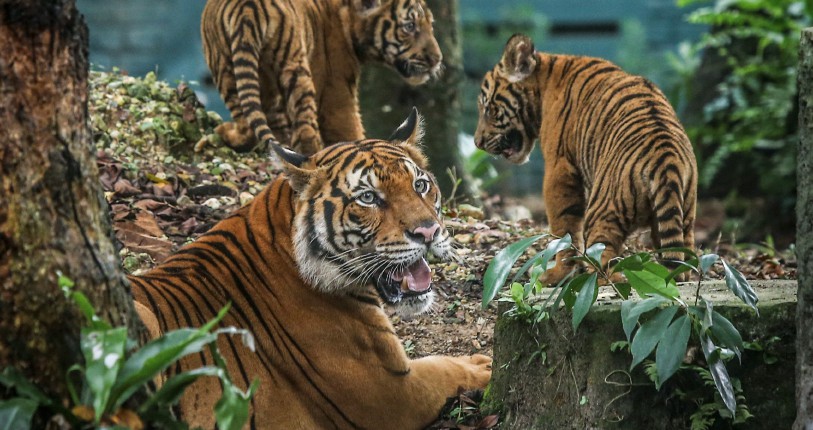 Sanggup Berkampung Dalam Hutan Buru Haiwan Dilindungi