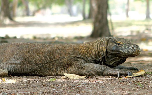 Mencari Biawak Komodo Harian Metro