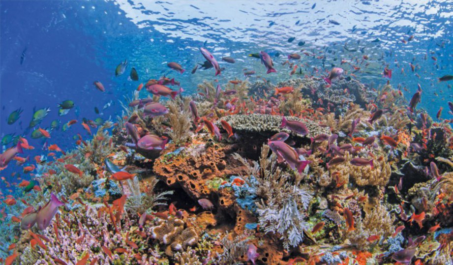 PEMANDANGAN indah dasar laut Pulau Komodo.