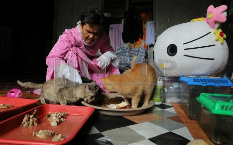 Siti Endon memberi makan kucing jagaannya. FOTO Farizul Hafiz Awang