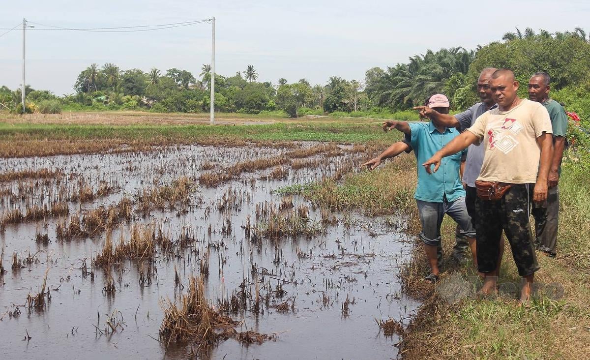 Pesawah menunjukkan sawah yang rosak akibat masalah sistem perparitan yang tidak di selenggara menyebabkan sawah  ditergelami banjir dan tanaman padi rosak di Kampung Tok Pauh. FOTO WAN NABIL NASIR