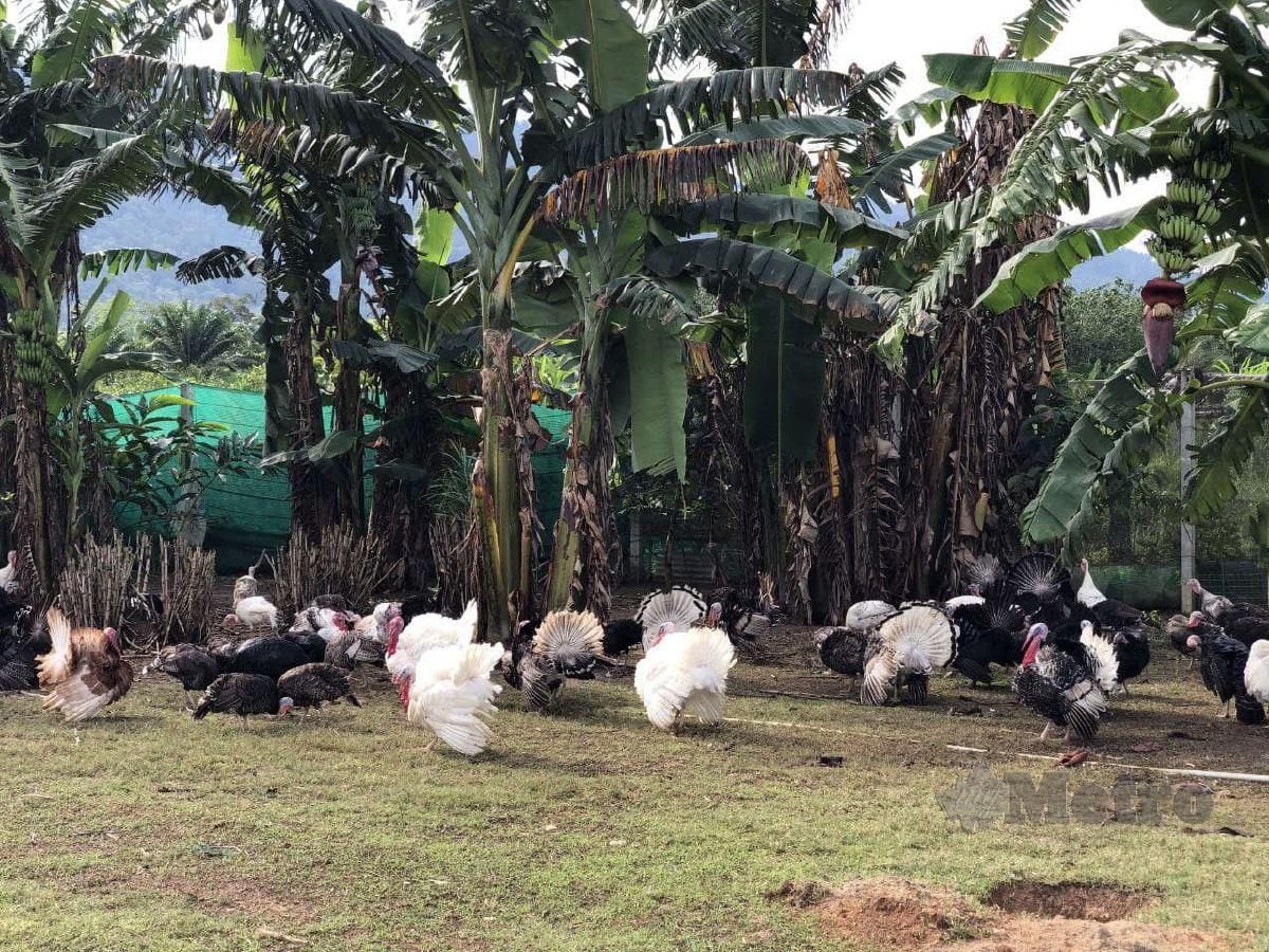 ANTARA kaedah ternakan ayam belanda yang dilepaskan di padang ragut.