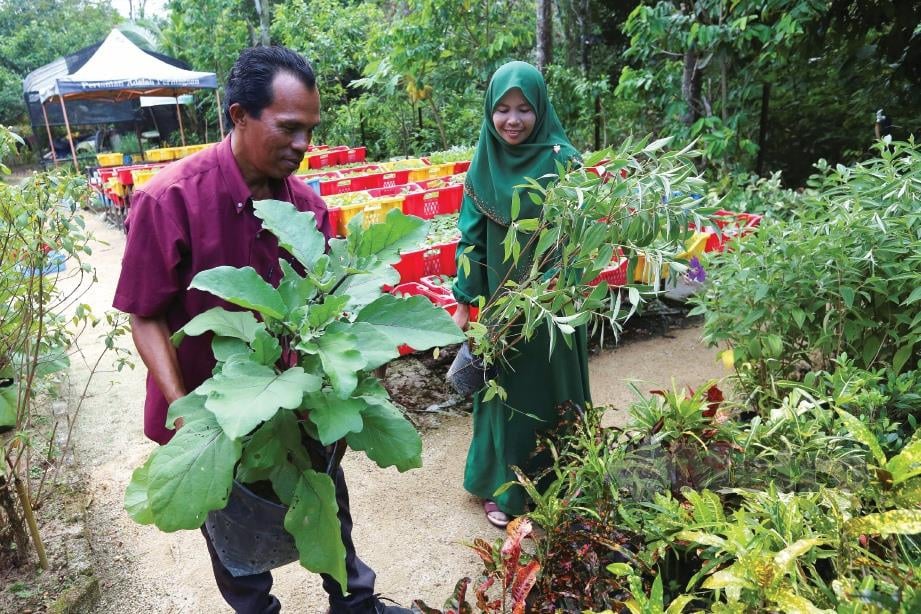 NASARUDIN dan Sanidah mengangkat anak pokok yang dijual pada harga RM1 sepokok.