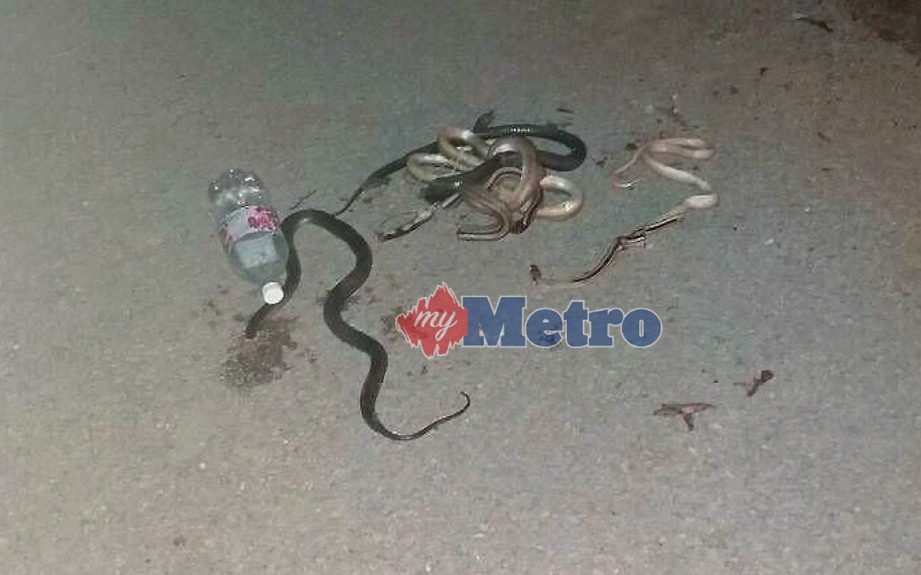 ANTARA ular pelbagai jenis yang ditangkap APM Kelantan. FOTO NSTP
