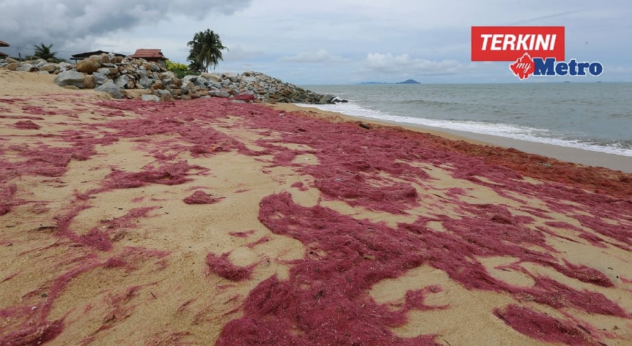 RUMPAI laut merah yang dibawa oleh ombak dan terdampar di Pantai Tanjung Gelam. FOTO Rozainah Zakaria