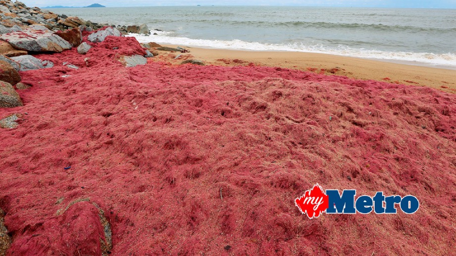 Rumpai laut merah tidak beracun  Harian Metro