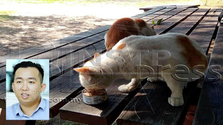 DR Randolf (gambar kecil) minta sokongan ramai untuk wujudkan 'Pulau Kucing' bagi melindungi kucing pulau. FOTO Malai Rosmah Tuah.