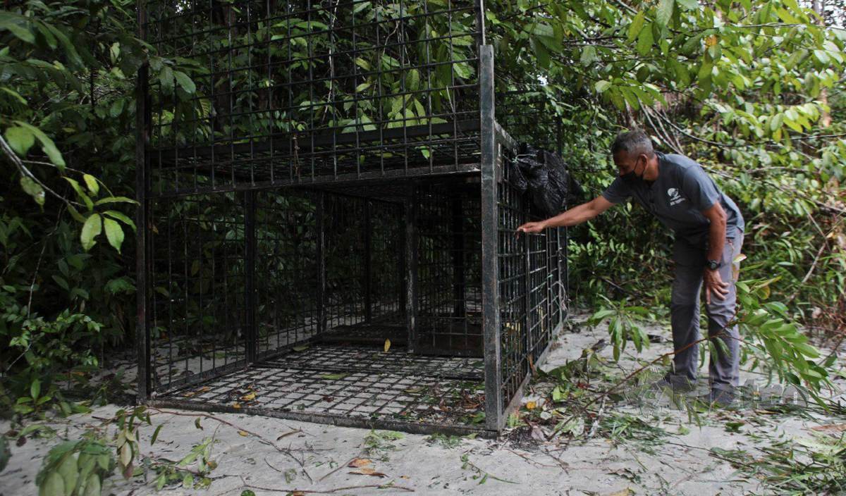 NGAH Abdul Ghani memeriksa perangkap yang dipasang Perhilitan untuk menangkap harimau kumbang selepas membaham tujuh ekor kambingnya  sejak 2 Disember lalu ketika ditemui di Kampung Bukit Kor. FOTO Ghazali Kori
