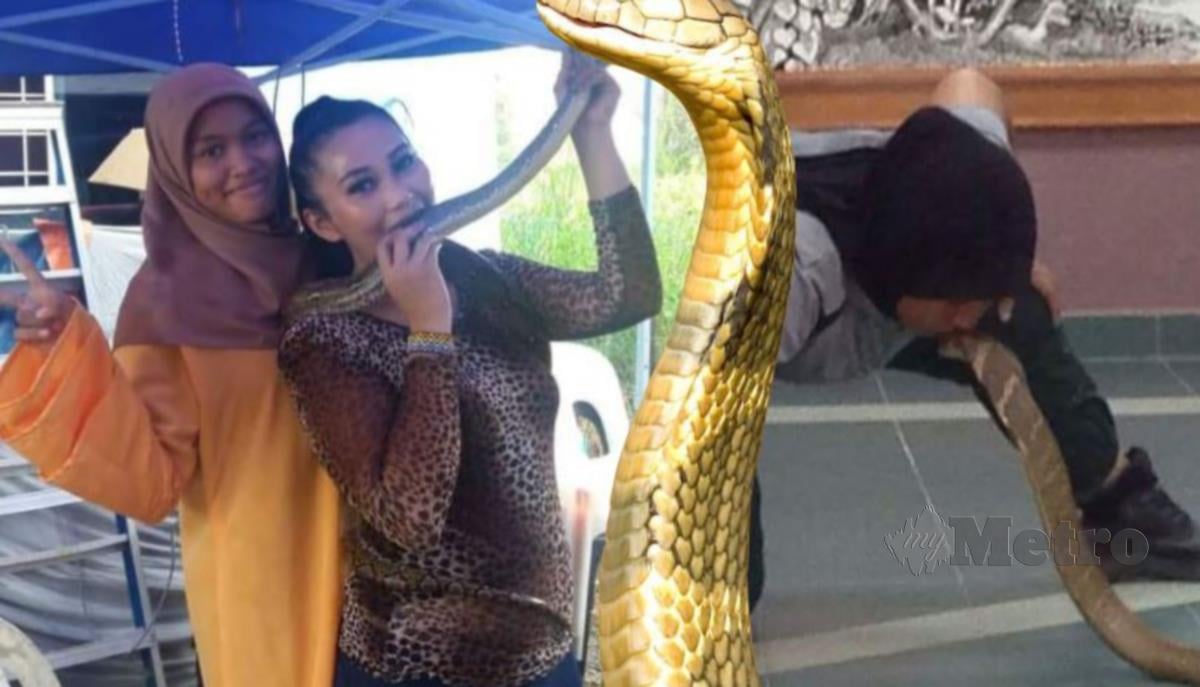 Jenis ular di malaysia