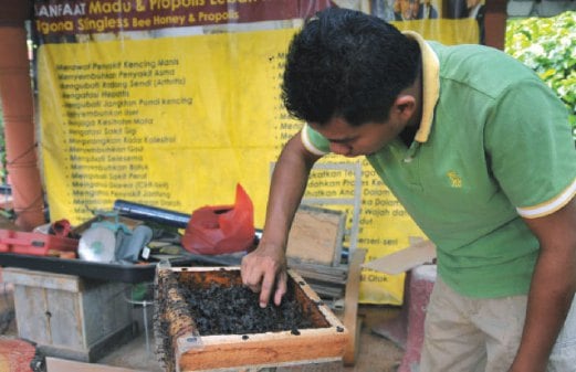 HAFIFY Hafiz memeriksa tempayan madu di dalam sarang kelulut yang terletak di Kampung Pasir Ambor.