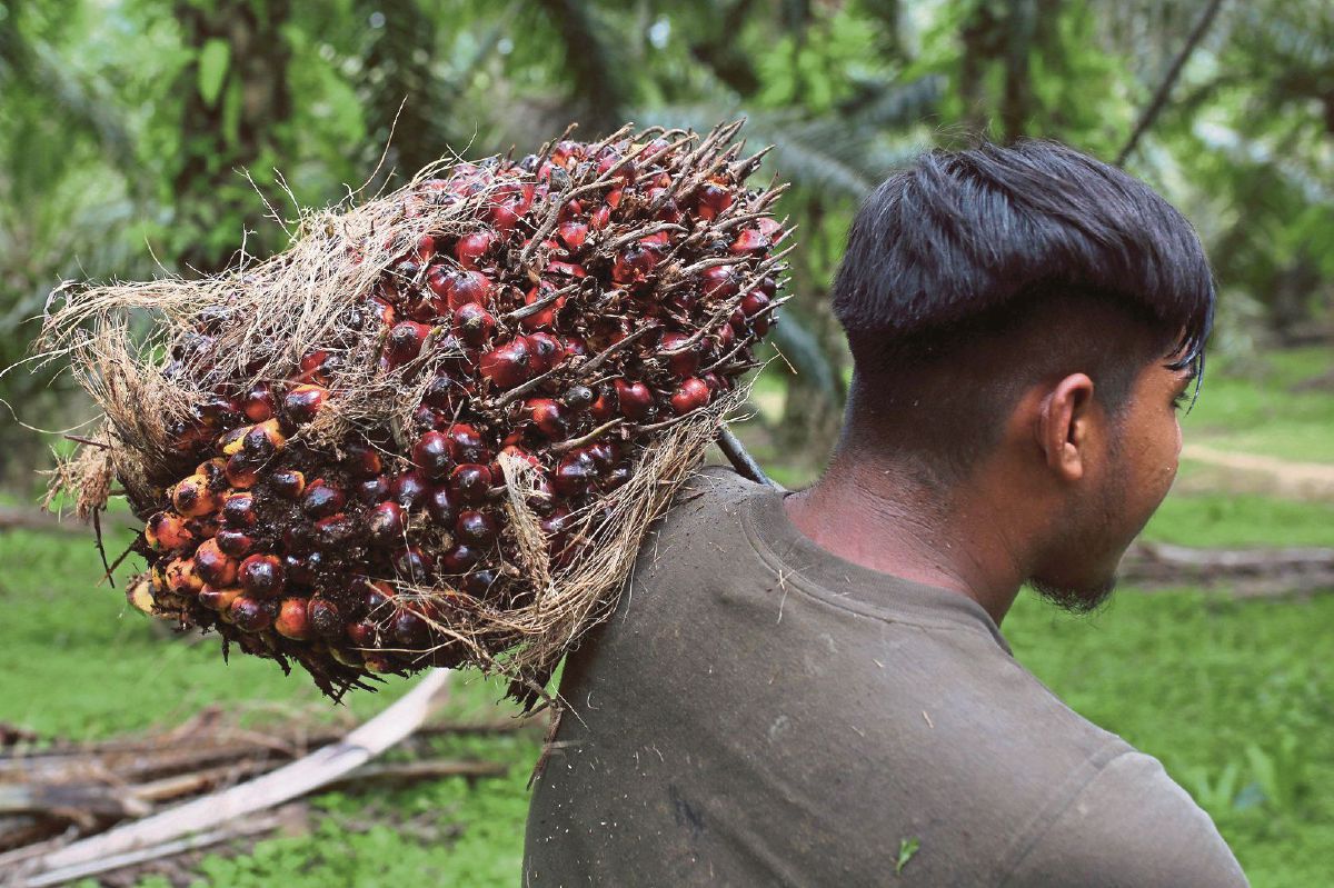 PERLADANGAN kelapa sawit menjadi antara punca utama pendapatan negara.