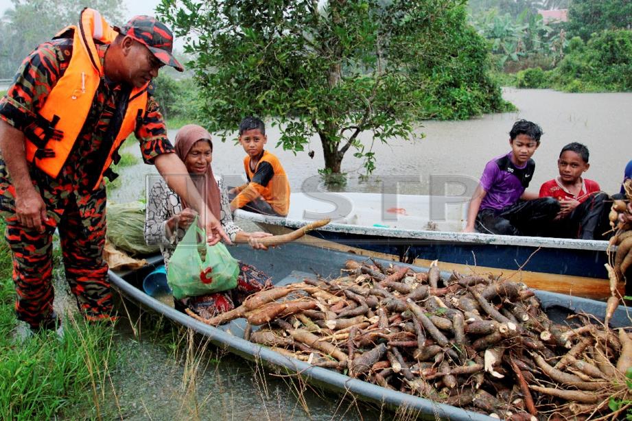 LATIFAH (dua kiri) menunjukkan ubi kayu yang dicabut di kebunnya untuk dijual ketika musim banjir di Kampung Kubang  Sawa, Tumpat, hari ini. Foto NIK ABDULLAH NIK OMAR