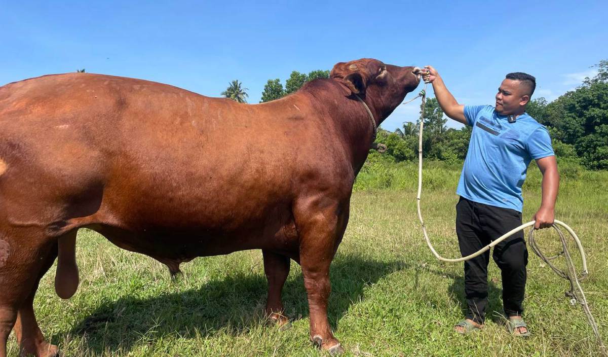 YUSOFF bersama lembu limosin miliknya. FOTO Ahmad Rabiul Zulkifli 