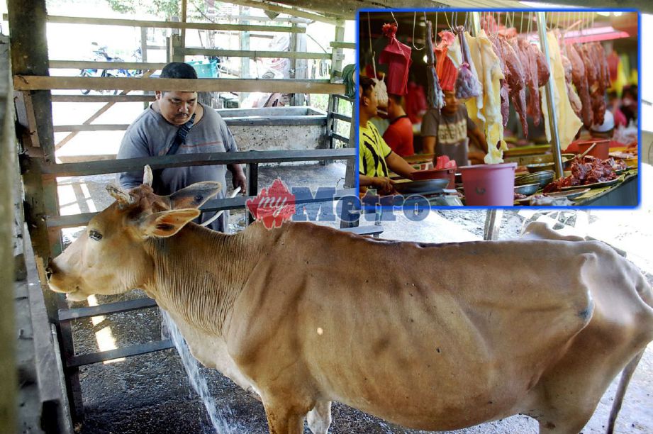 MOHD Raja Sainal memandikan lembu yang bakal dikorbankan pada Aidiladha di kandang lembu dan kerbaunya di Kampung Ayer Hitam Darat, Masjid Tanah. Foto STR/HASSAN OMAR