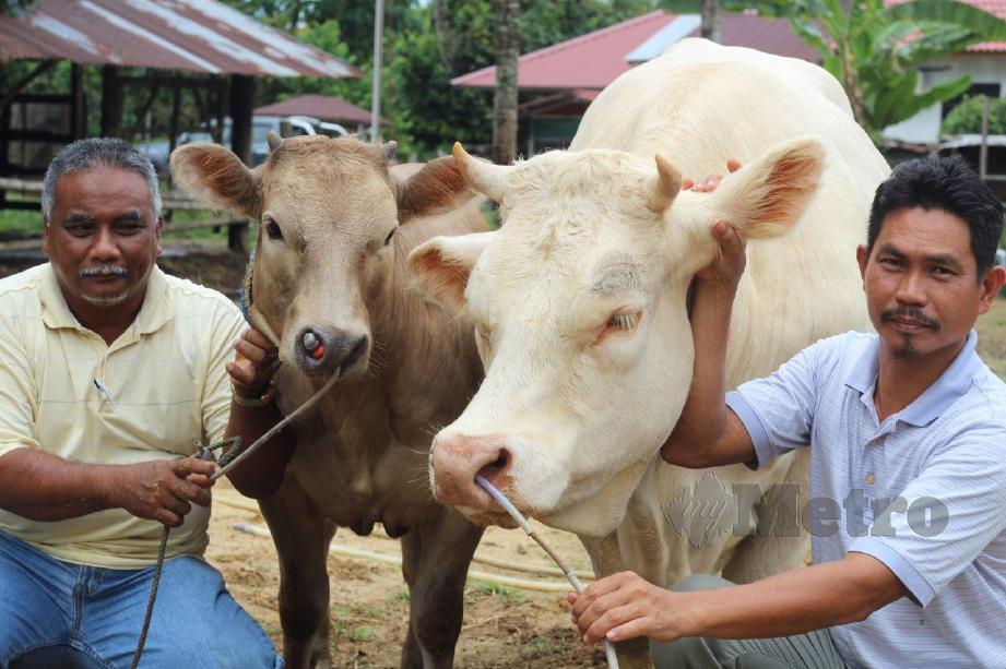 ZAHARI (kanan) bersama rakan menunjukkan lembu sado bernama Luna seberat 600 kilogram yang boleh mencecah harga RM71,000. FOTO NOR AMALINA ALIAS 