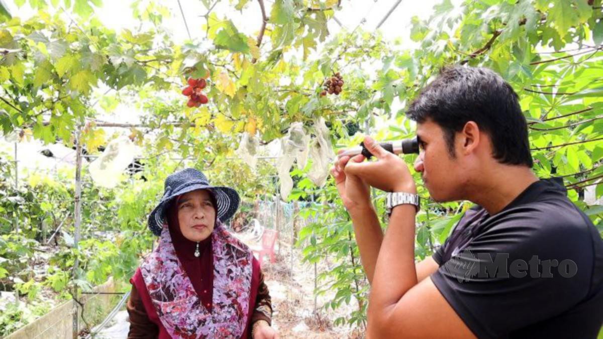 MUHAMMAD Danial ditemani ibu, Siti Saloma menggunakan Brix meter bagi mengukur tahap gula buah anggur. FOTO Muhamad Lokman Khairi