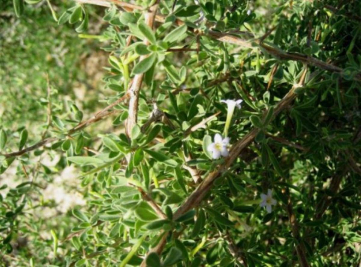 POKOK Lycium shawii yang dikatakan pohon Gharqad mempunyai duri.