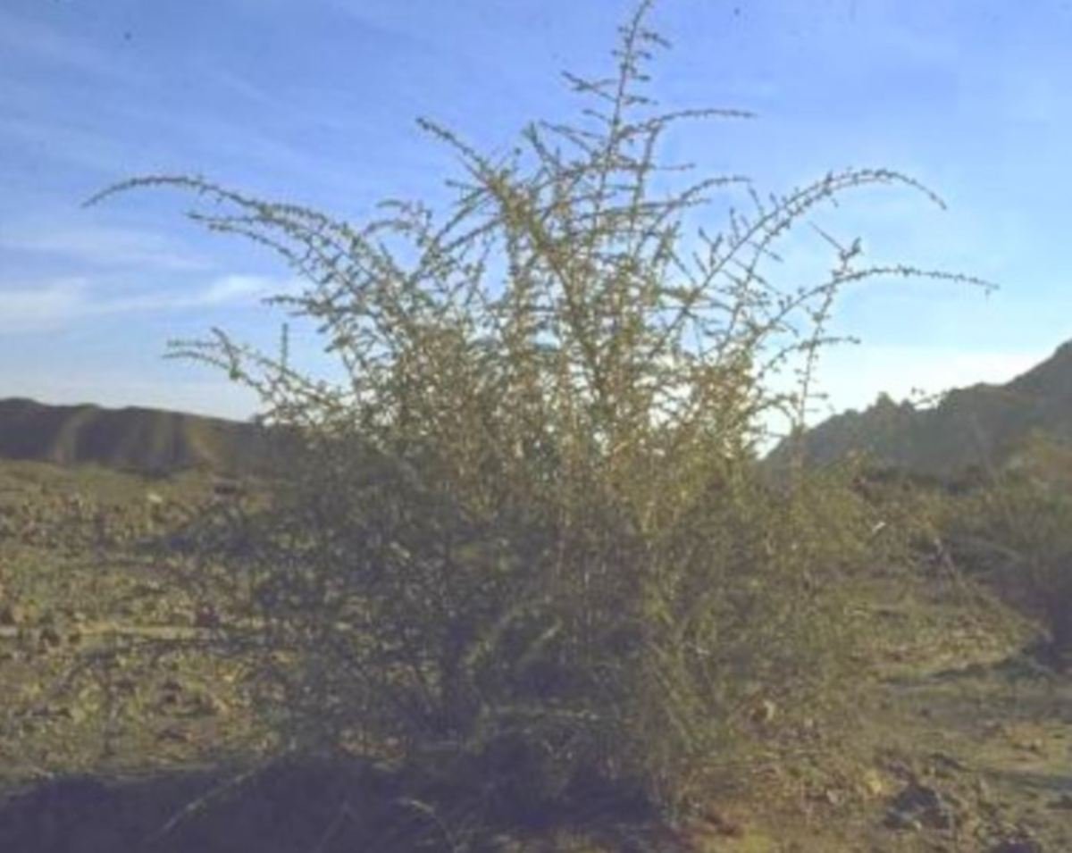 POKOK Lycium shawii yang dikatakan pohon Gharqad. - Gambar Flora of Israel