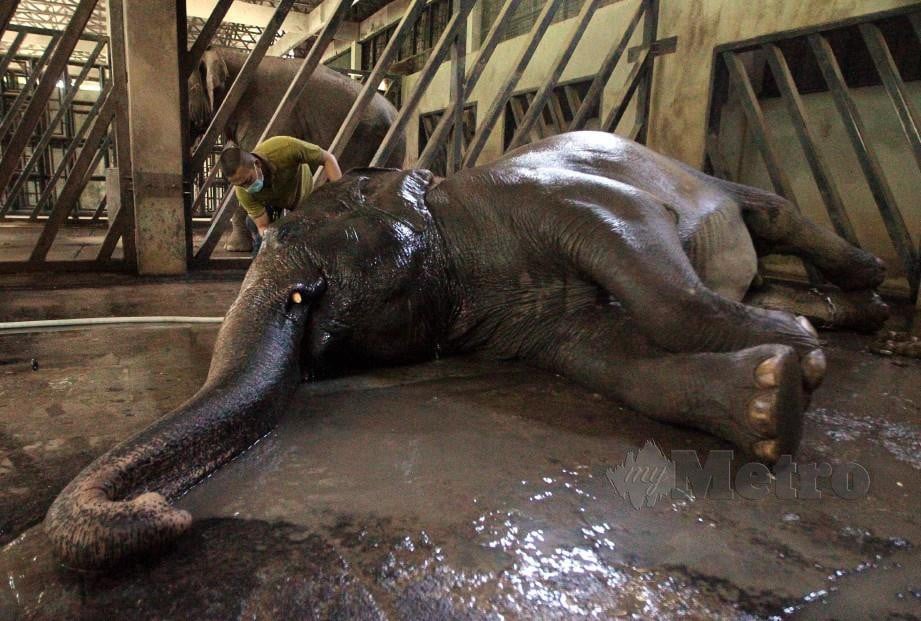 MOHD Effendi Radzuan, 38, membersihkan Gajah di Zoo Negara. FOTO Saifullizan Tamadi
