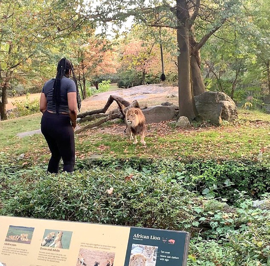 SEORANG wanita cari nahas apabila memanjat masuk ke dalam kurungan singa di Bronx Zoo, New York. FOTO Mail Online