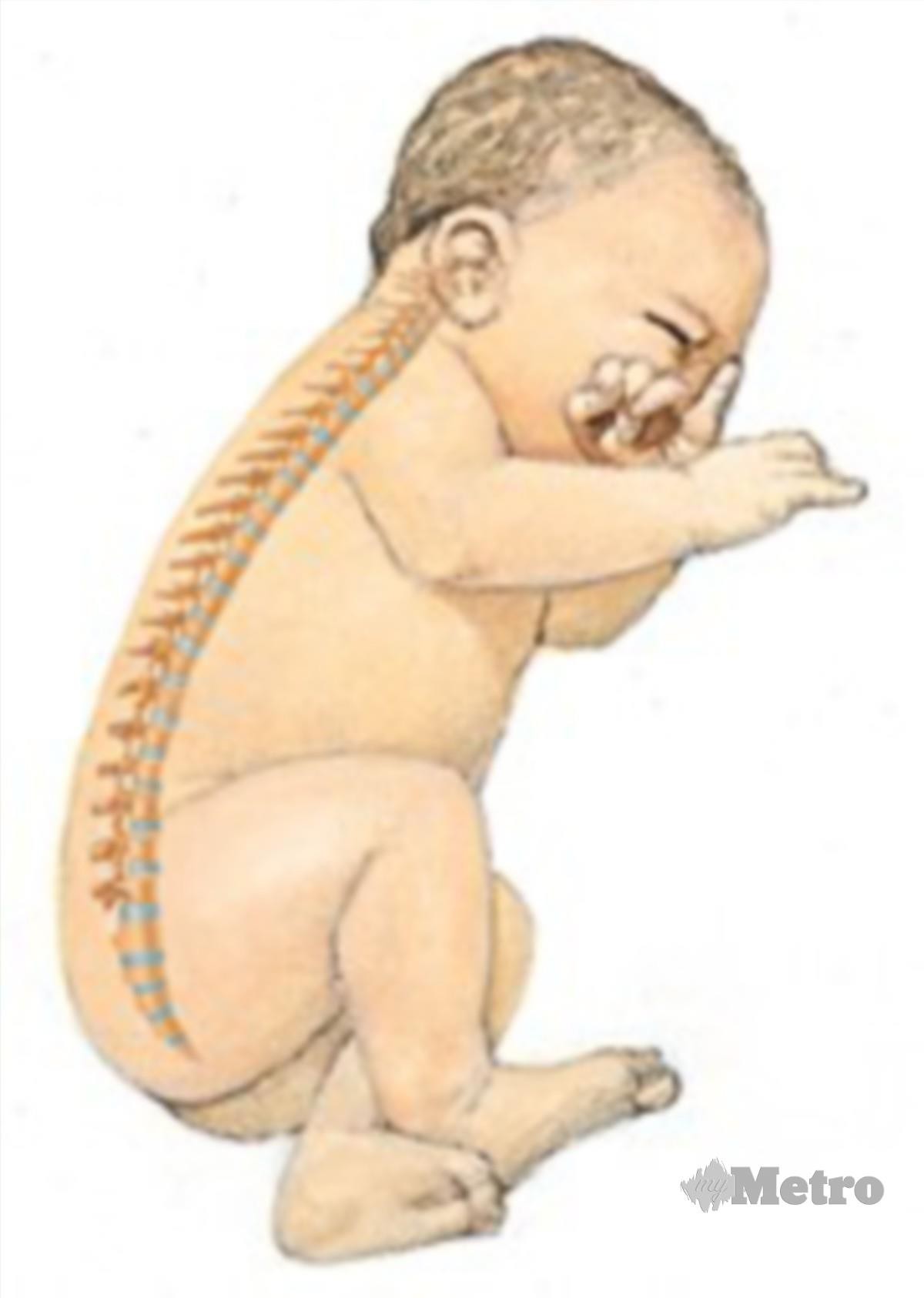 TULANG belakang bayi terbentuk lekuk seperti huruf ‘C’. 