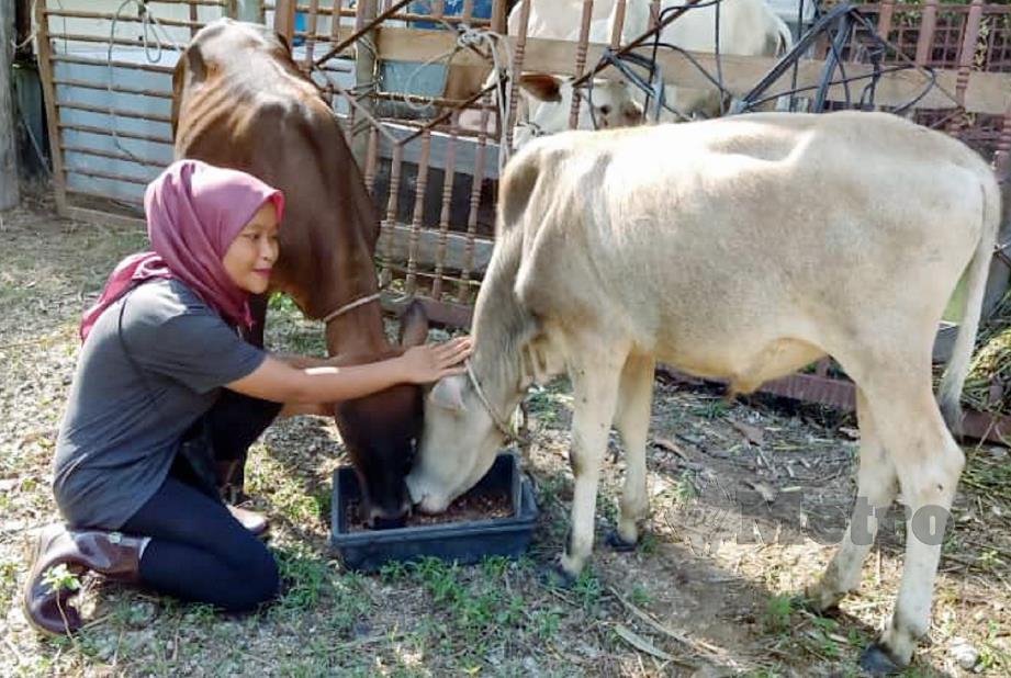 NURAINA Bashirah memberi makan kepada lembu peliharaannya di Kampung Charok Bakong, Dalam Wang, Baling. FOTO Safuri Kamarudin.