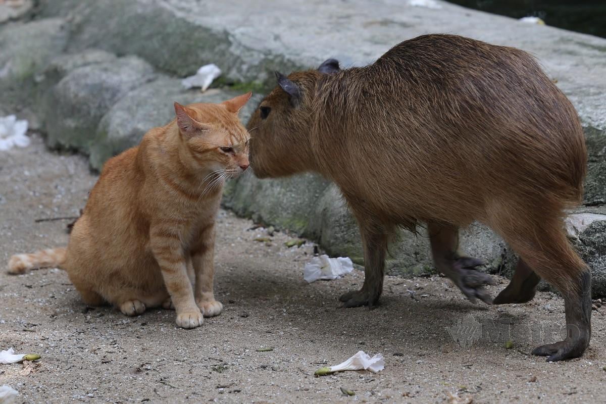 OYEN bersama seekor capybara di Zoo Negara baru-baru ini. FOTO Bernama