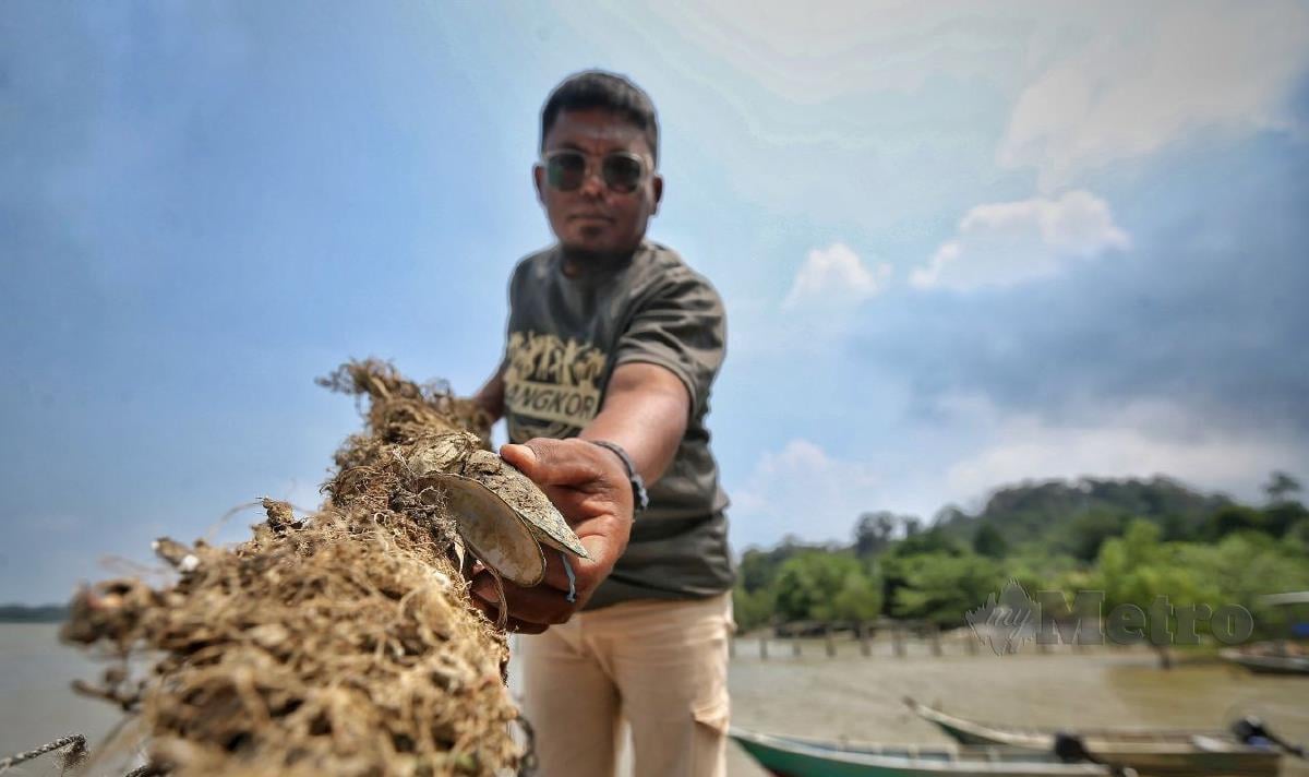 Penternak kupang, Othman Sulaiman, 40, menunjukkan pancang kupang yang digunakan untuk menternak kupang di Kampung Telok, Pasir Panjang susulan kejadian kes keracunan makanan berkaitan pengambilan kupang di perairan Pasir Panjang kelmarin. FOTO AZRUL EDHAM