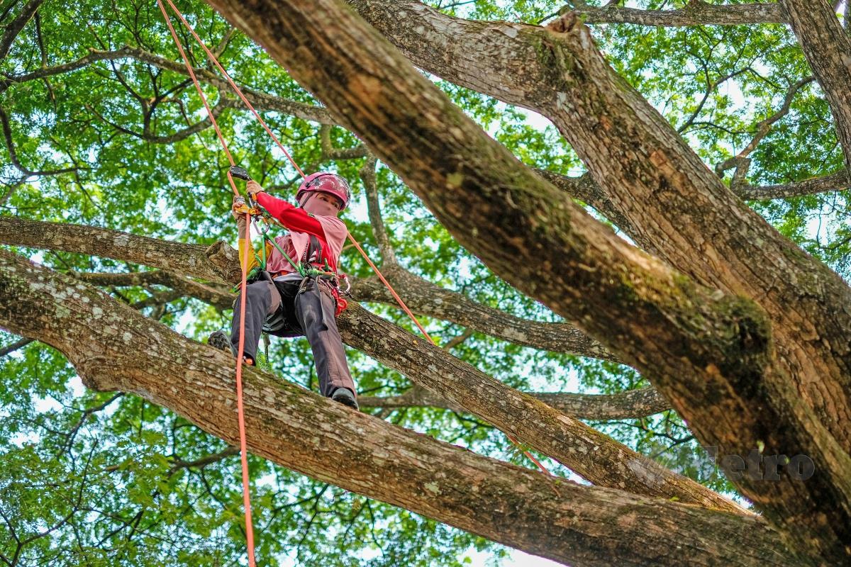 SITI Hajar menunjukkan kebolehan memanjat pokok dengan ketinggian lebih 20 meter.  FOTO Hazreen Mohamad