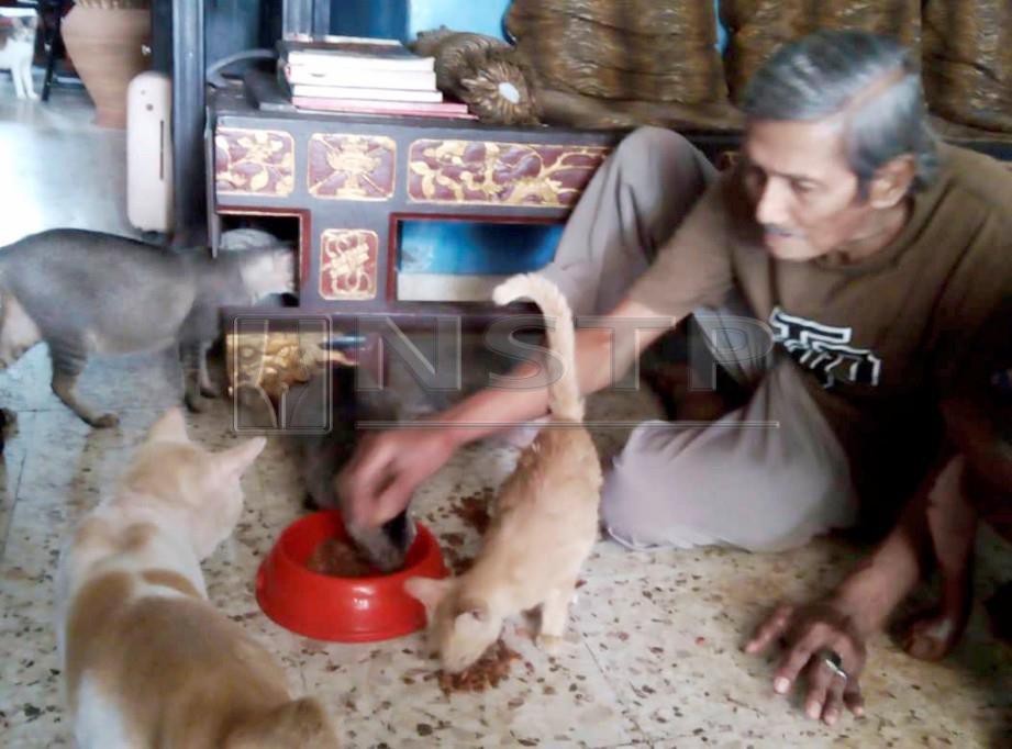 NORDIN Ali memberi makan sebahagian kucing yang dipeliharanya ketika ditemui di kediamannya dekat kampung Padang Temu. FOTO Nazri Abu Bakar