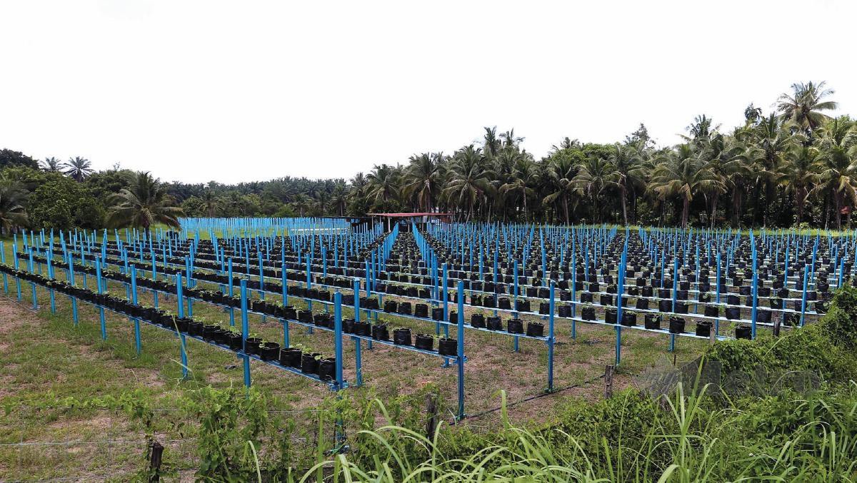 SYED Salleh mengusahakan ladang sayur-sayuran di tanah seluas lebih lima hektar di Kampung 