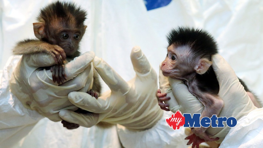 ANAK monyet yang dirampas oleh PERHILITAN. FOTO Mohd Fadli Hamzah