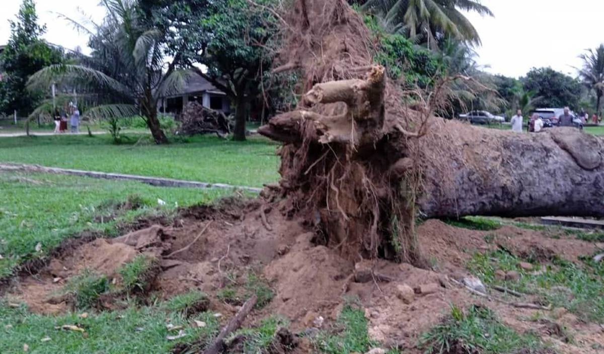 KEJADIAN pokok tumbang dan menghempap seorang remaja perempuan berusia 14 tahun di Kampung Balok Baru, Kuantan.