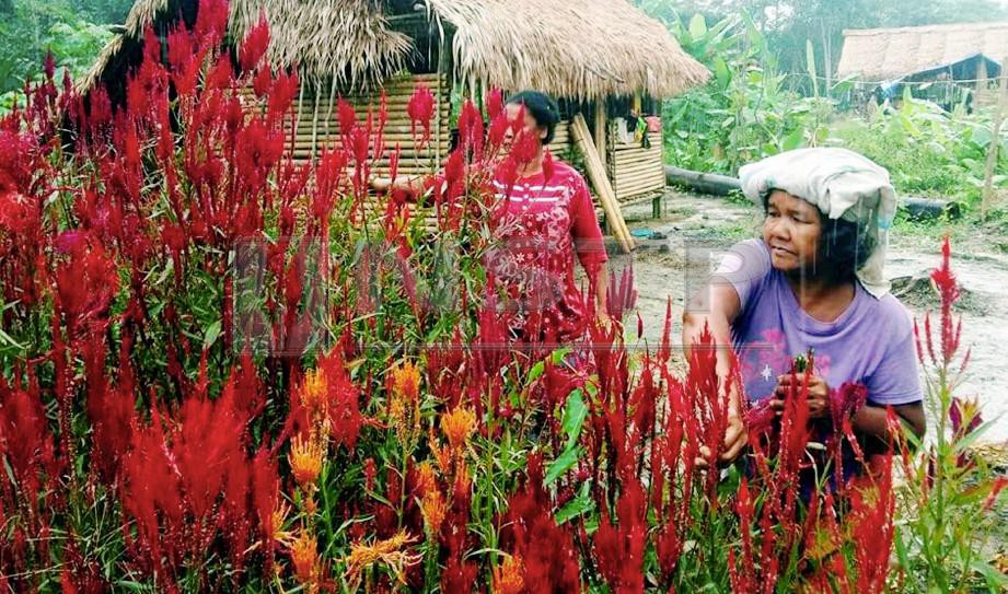 Ubat Kampung Pening Kepala - Gambar Ooo