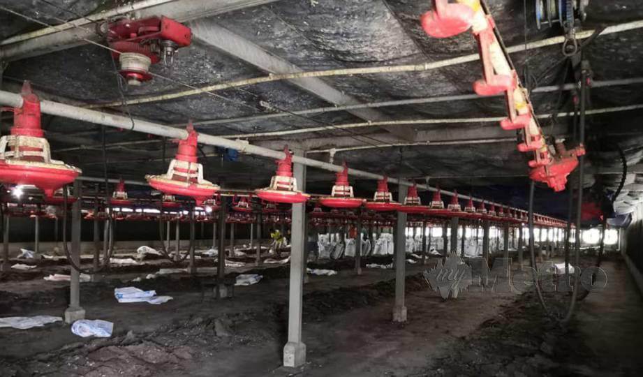 PREMIS kilang ternakan ayam daging di Kampung Sungai Jang,Kerling yang menjadi punca serangan lalat kepada penduduk kampung.FOTO Md Fuzi Abd Lateh