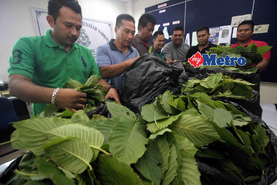 Anggota polis memeriksa daun ketum yang dirampas di Kedah. Kesalahan salah guna ketum mengikut Seksyen 30(3) Akta Racun 1952 memperuntukkan denda maksimum   RM10,000, penjara maksimum empat tahun atau kedua-duanya. - Foto Fail
