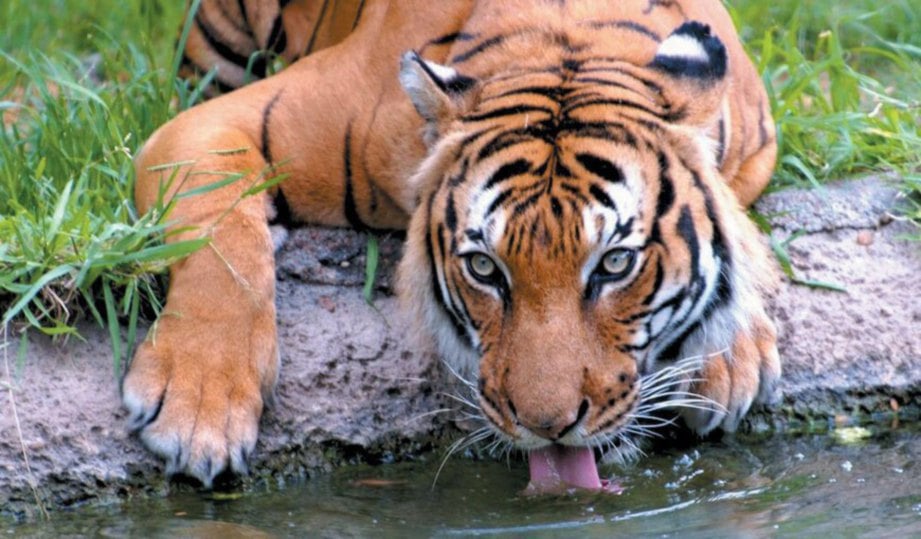 HARIMAU Malaya atau dikenali sebagai Panthera tigris jacksoni. 