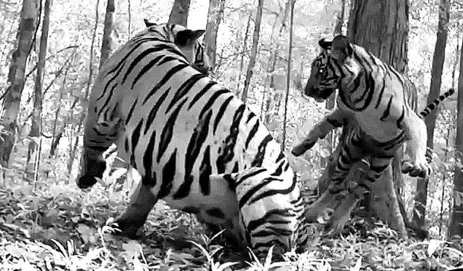 GAMBAR Harimau Malaya yang ditangkap oleh kamera pengawasan yang dipasang  di dalam hutan.