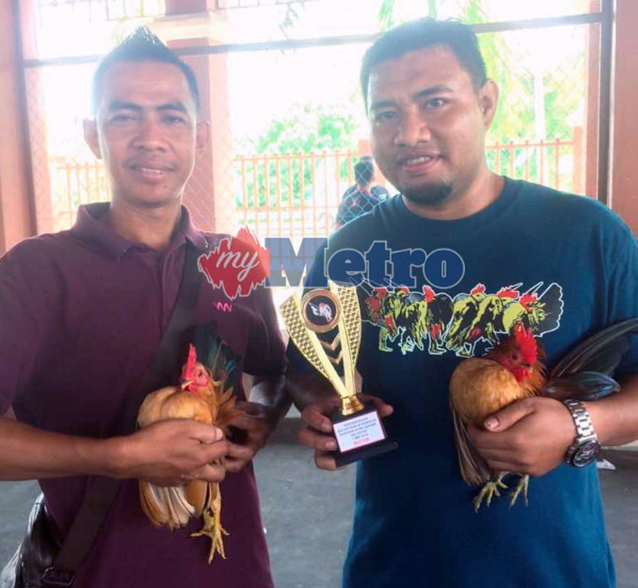 PEMINAT, Roslan Mohamad (kanan) bersama dua ekor ayam seramanya yang memenangi Pertandingan Kecantikan dan Kesenian Warisan Ayam Serama Kelantan 2018 yang diadakan di Kompleks Kesenian dan Kebudayaan Tanjung Chat. FOTO Hazira Ahmad Zaidi