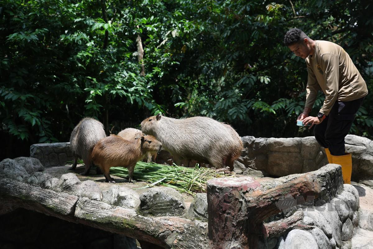 OYEN bersama kumpulan Capybara di Zoo Negara baru-baru ini. FOTO Bernama