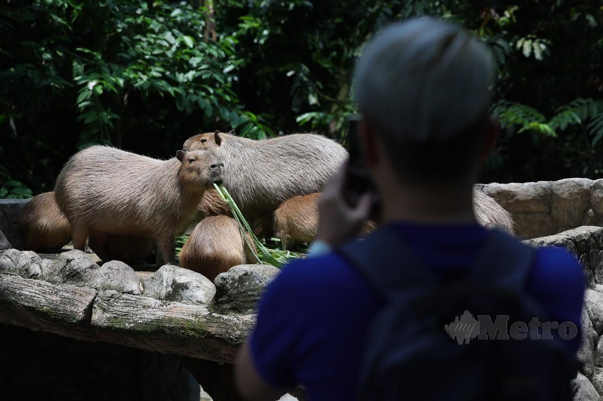 PENGUNJUNG merakam gambar sekumpulan capybara yang terdapat di Zoo Negara baru-baru ini. FOTO Bernama