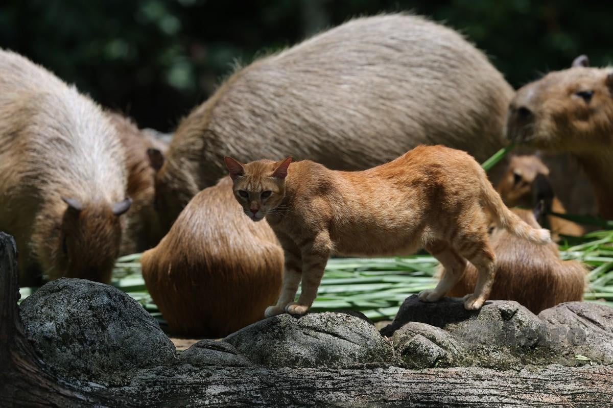 OYEN bersama kumpulan capybara di Zoo Negara baru-baru ini. FOTO Bernama