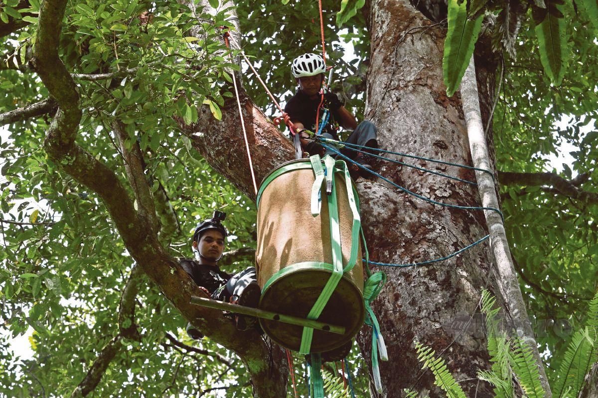 Pegawai Penyelidik Hidupan Liar Badan Bukan Kerajaan (NGO) Hutan sabah memasang sarang buatan Enggang Papan (Great Hornbill)  di kawasan dusun buah-buahan di Kampung Darat Batu Rakit Hulu di sini dalam usaha memelihara dan memulihara spesis berkenaan. Pemasangan sarang ini bagi menggantikan sarang burung berkenaan yang rosak selepas pokoknya tumbang yang merupakan projek perintis diA Semenanjung Malaysia. FOTO GHAZALI KORI