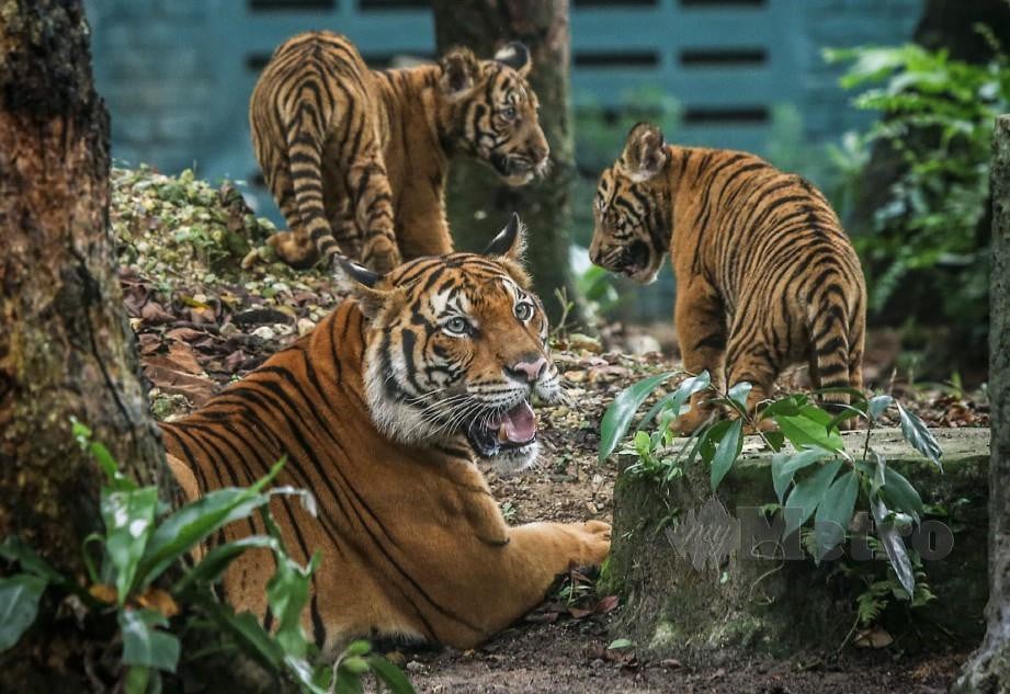 Pola Gambar Harimau Malaya Haiwan Imagesee