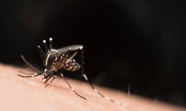 Wujud spesies nyamuk yang mempunyai daya tahan tinggi terhadap racun serangga atau ubat nyamuk. - FOTO Hiasan
